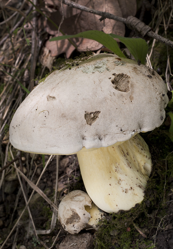 Boletus radicans